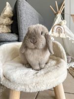 Rabbit bed sofa