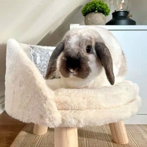 Bed for rabbit
