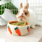 Rabbit bowl Rabbit World 2
