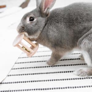Toy for rabbit in wood
