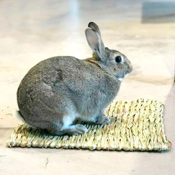 Rabbit grass mat