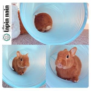 Rabbit tunnel in plastic