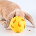 Rabbit ball