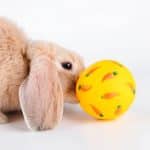 Rabbit ball toy