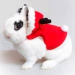 Rabbit christmas clothes Rabbit World 5