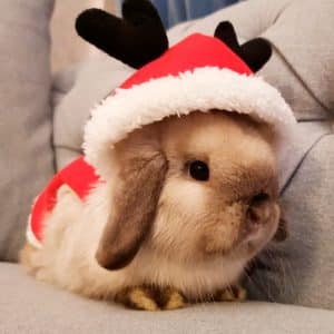 Rabbit christmas clothes Rabbit World 2