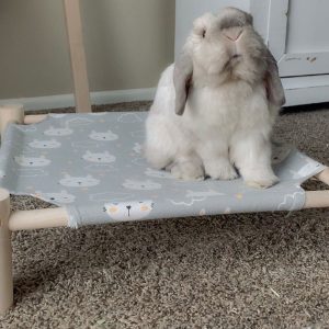 rabbit hammock