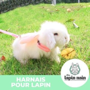 Rabbit harness with leash