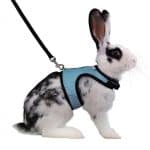 Rabbit harness blue