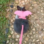 Rabbit harness with leash