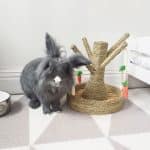 Toy for rabbit Carrot tree Rabbit World 2