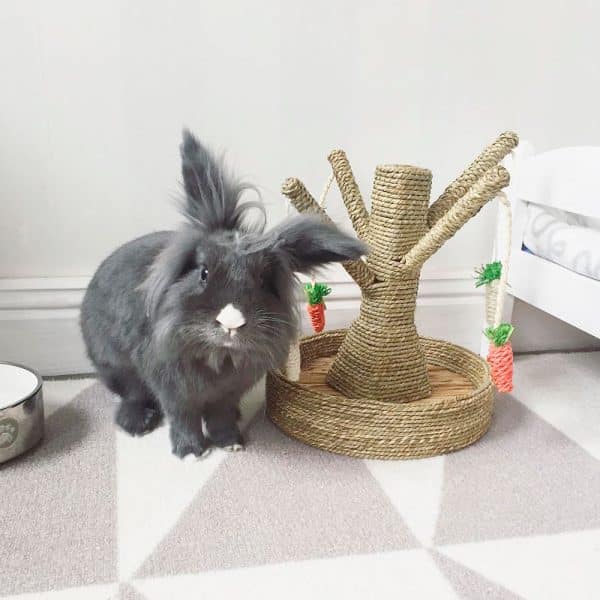 Toy for rabbit Carrot tree Rabbit World