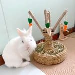 Toy for rabbit Carrot tree