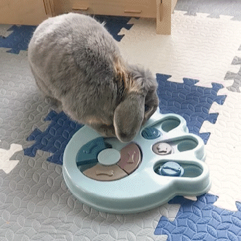 toy for rabbits