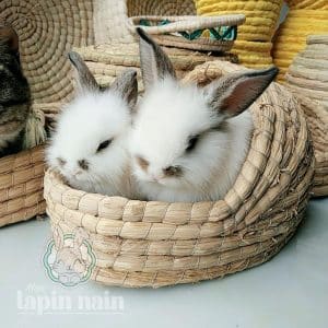 Rabbit house nest