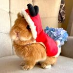 Rabbit christmas clothes Rabbit World 6