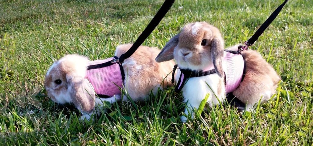 rabbit-harness