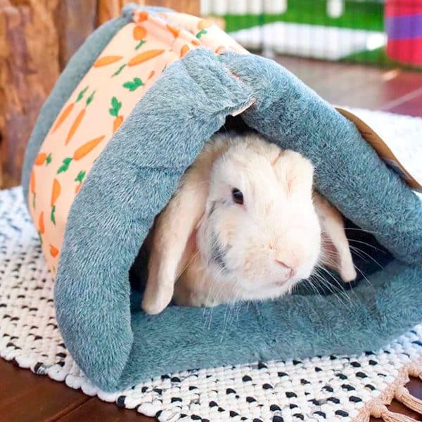 Rabbit house with carrot