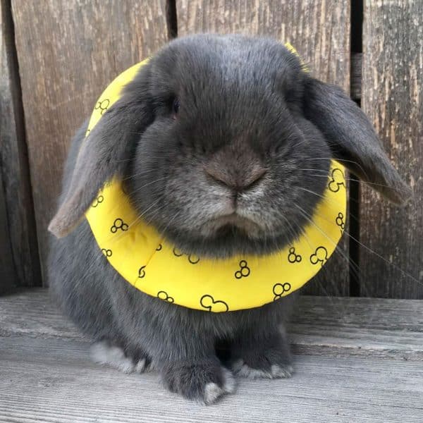 Rabbit collar accessory