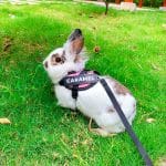 Rabbit harness customisable