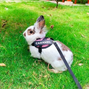 Rabbit harness customisable