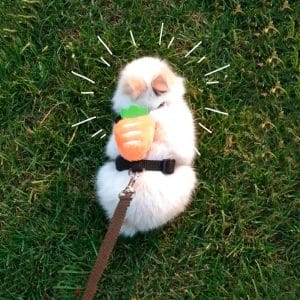 Rabbit harness with carrot