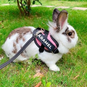 Rabbit harness personalised