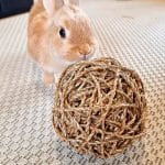 Toy for rabbit chew ball