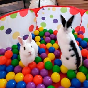 Rabbit ball pool