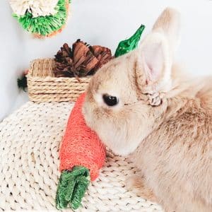 Toy for rabbit chew toys