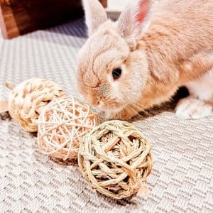 Rabbit chew toy balls