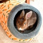 rabbit hideaway bed