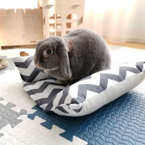 Rabbit bed striped