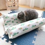 Rabbit cooling mat – cactus Rabbit World 4