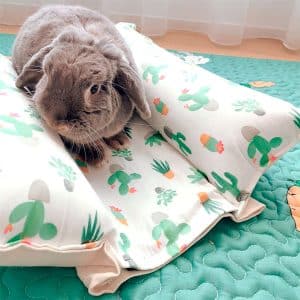 Rabbit cooling mat – cactus Rabbit World