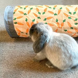 Rabbit tunnel