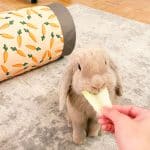 Toy for rabbit - tunnel