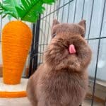 Rabbit scratching post carrot