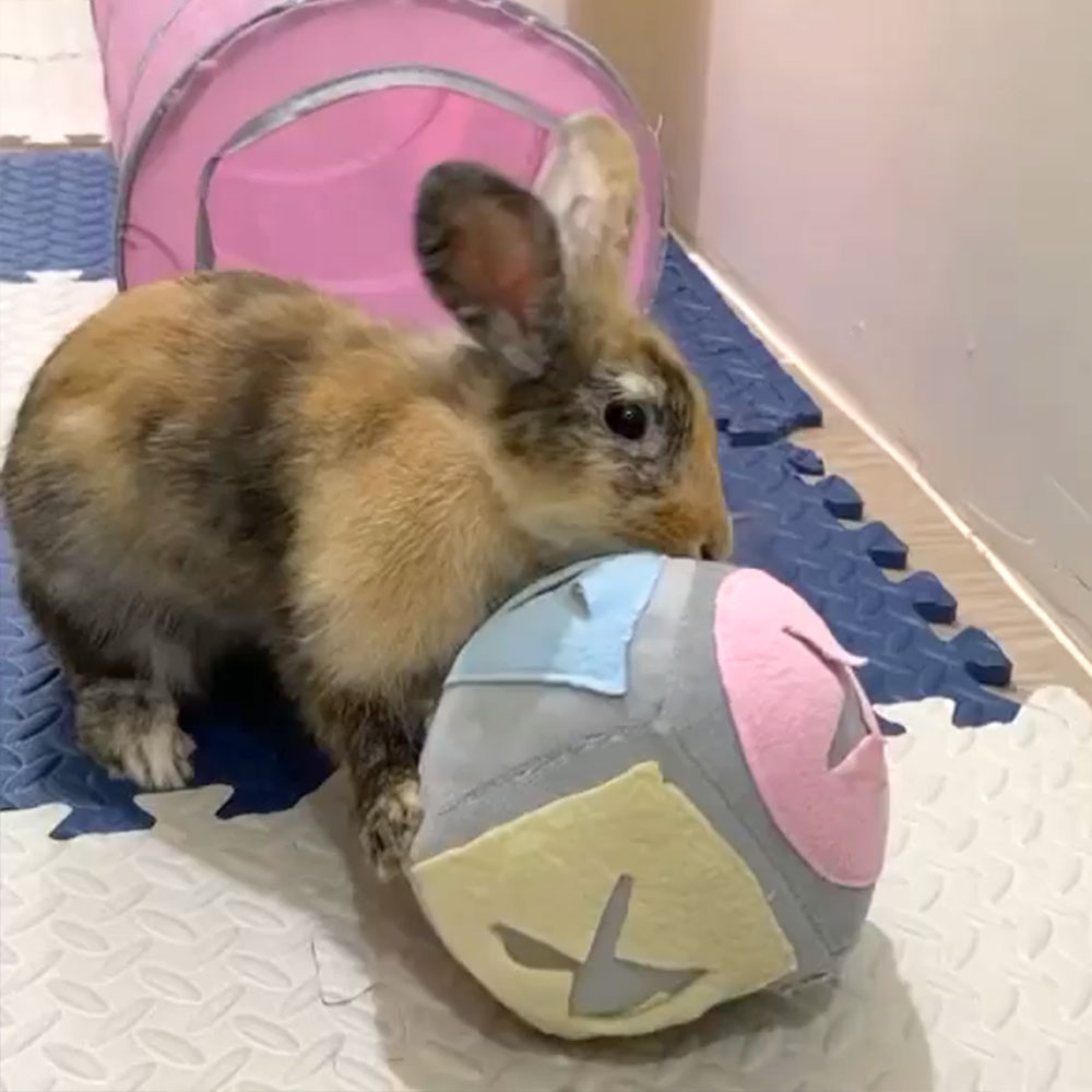 rabbit balloon