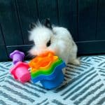 rabbit toys uk