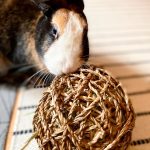 Toy for rabbit chew ball