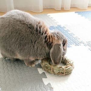 toy for rabbit chew toy