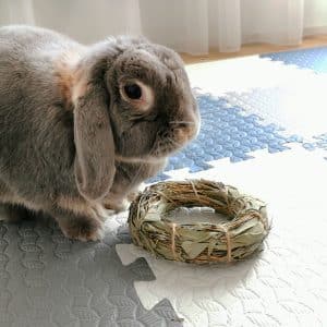Rabbit toy hay ring