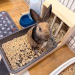 Rabbit hay feeder and litter tray