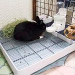 Rabbit litter tray with grid