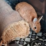 straw rabbit house
