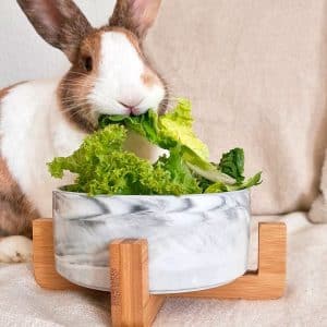 Rabbit bowl feeder