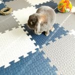 rug for rabbit