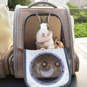 rabbit carrier backpack