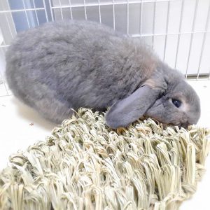 Rabbit Forage Mat in Straw